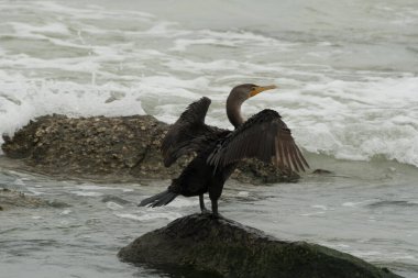 Çift katlı karabatak kurutma kanatları Indian Rocks Sahili, Florida yakınlarındaki kayalarda.