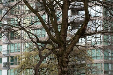 Georgia ve Broughton yakınlarındaki Vancouver 'daki cam gökdelenlerin arasına park etmiş çıplak ağaçlar.