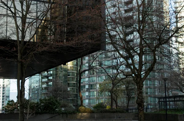 Bare Träd Parken Mellan Glasväggar Skyskrapor Vancouver Centrum Nära Georgien — Stockfoto