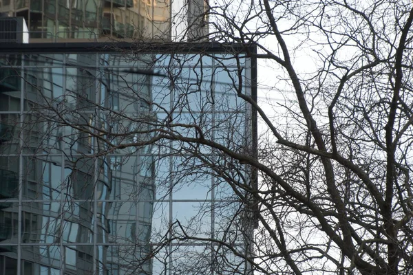 Árboles Desnudos Frente Alta Pared Cristal Rascacielos Centro Vancouver Columbia — Foto de Stock