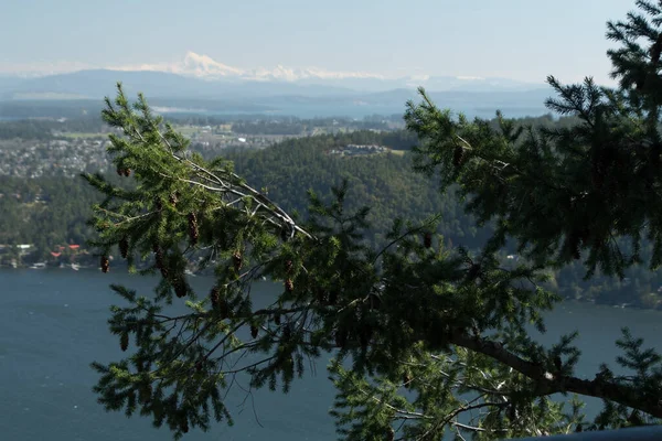 Macro View Fir Branches Mount Baker Background Saanich Inlet British — Stock Photo, Image