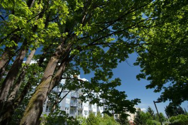 Büyük akçaağaç ağaçları Redmond şehir merkezindeki yeni apartmanları çerçeveliyor Central Connector yolu ve parkı, Redmond, Washington