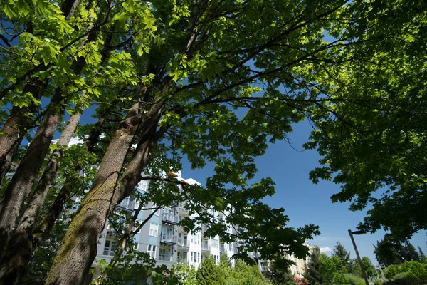 华盛顿雷德蒙德市中心靠近中央连接线和公园的大型枫树构筑了新的公寓楼 免版税图库图片