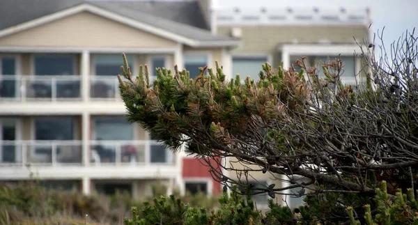 Pine Branches Frame Building Coastal Condominium Westport Lighthouse Park Grays — Stock Photo, Image