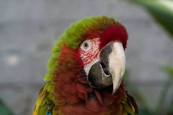 Melez Macaw Vancouver Daki Botanik Bahçesinde Göz Teması Kurarak Botanik — Stok fotoğraf