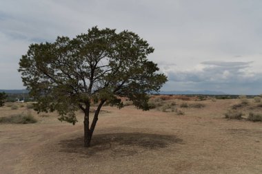 Santa Fe, New Mexico 'da Şehitler Haçı' nın yanındaki tek başına bir ağaç.