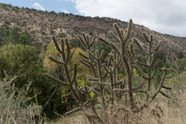 Cane Cholla plants  Bandelier Park, Los Alamos, New Mexico clipart
