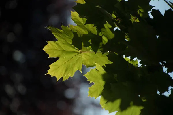 Rich green  foliage of sugar maple in Redmond neigbourhood, Washington