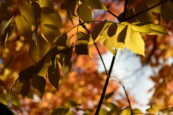 stock image Golden cherry tree foliage during autumn leaf fall season, Redmond, Eastside, Washington