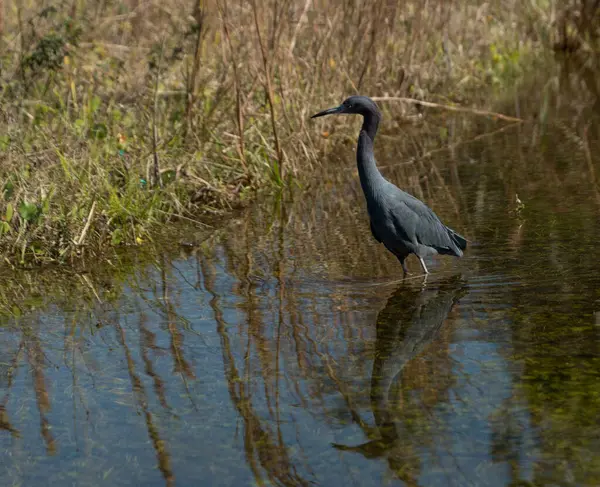 Myakka Nehri, Florida 'da avlanan küçük mavi balıkçıl.