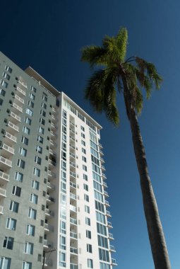 Uzun palmiye ağaçları St. Petersburg şehir merkezinde, Florida 'da gökdelenlerle yüksek yer kaplamak için yarışıyor.