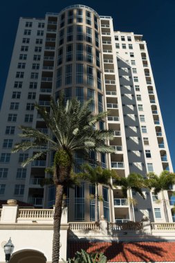Uzun palmiye ağaçları St. Petersburg şehir merkezinde, Florida 'da gökdelenlerle yüksek yer kaplamak için yarışıyor.