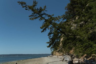 Almost fallen fir tree on slopes over Cama Beach over pebbles and driftwood bits, Camano Island clipart