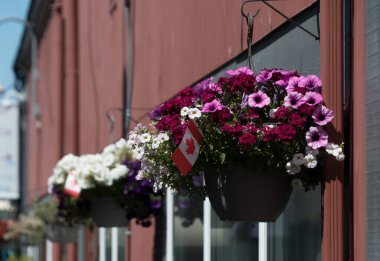 Maple Leaf bayraklı çiçek sepetleri Granville, Vancouver, British Columbia 'da kırmızı bir binayı süslüyor.