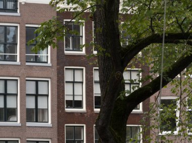 Koyu dalları ve açık yeşil yaprakları olan büyük ağaç Prinsengracht, Amsterdam 'da beyaz pencereli uzun bir tuğla binanın önünde.