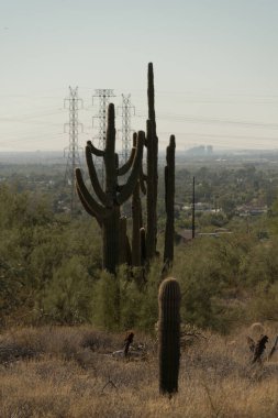 Saguaro cacti  plants and high voltage power lines in desert near McDowell Mountain, East Scottsdale, Arizona clipart