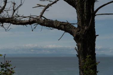 Juan de Fuca Boğazı üzerindeki Cedar şubesi Dungeness Eyalet Parkı, Sequim, Washington 'da.