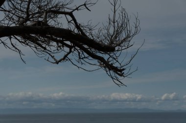 Juan de Fuca Boğazı üzerindeki Cedar şubesi Dungeness Eyalet Parkı, Sequim, Washington 'da.