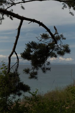 Juan de Fuca Boğazı üzerindeki firavun kolu Dungeness Eyalet Parkı, Sequim, Washington 'da bir patikada.
