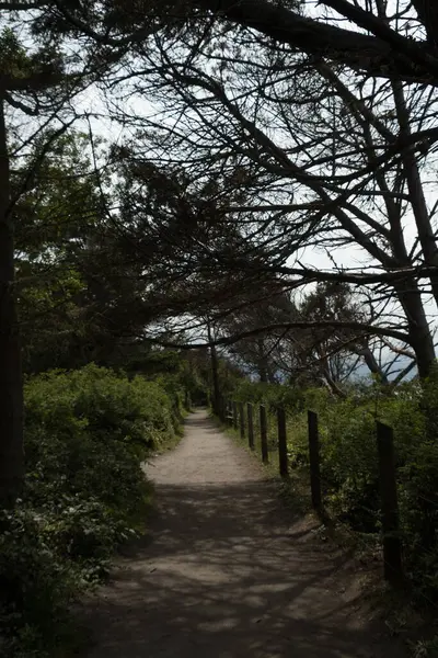 Dungenese Refruge Parkı, Sequim, Washington yakınlarında Sedir ağaçlarının arasında yürüyüş.