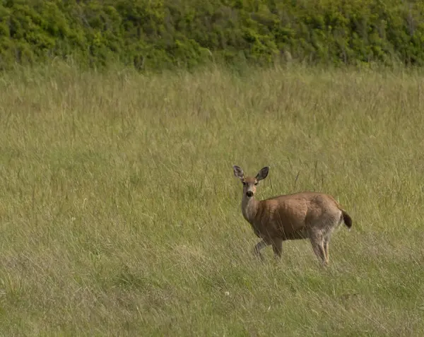 Dungeness Refuge, Sequim, Washington yakınlarındaki bir çayırda beyaz kuyruklu geyik.