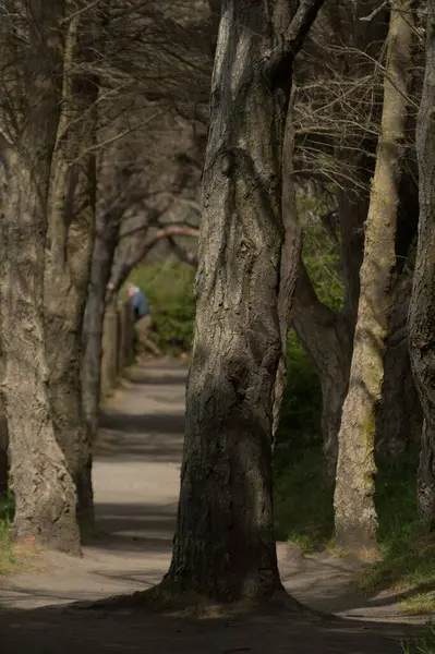 Dungenese Refruge Parkı, Sequim, Washington yakınlarında Sedir ağaçlarının arasında yürüyüş.