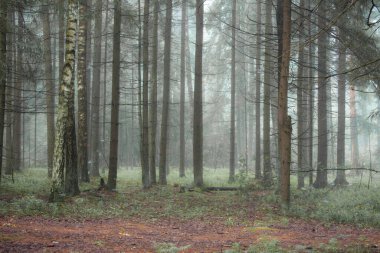 Sonbahar sabahı ormanda, düşmüş yapraklarla birlikte..