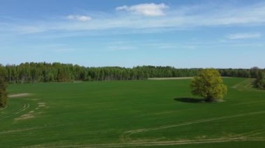 Estonya 'daki güzel ilkbahar manzarası