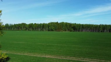 Estonya 'da, tarlanın ortasında kocaman, güzel bir ağaç.
