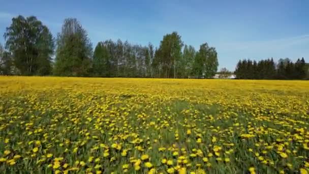 一片片黄色蒲公英花的美丽的空中风景 — 图库视频影像