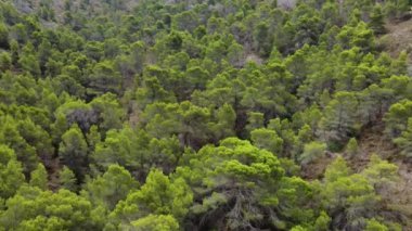 Beautiful aerial view of coniferous forest in Spain