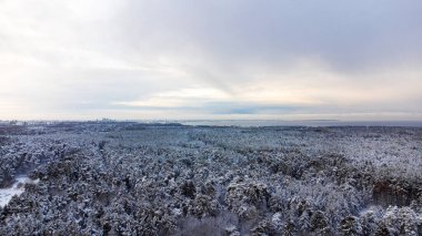 beautiful aerial view of winter forest near the sea in Tallinn, Estonia