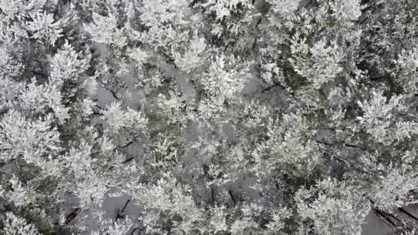 有冰冻松树的美丽雪地冬季森林的空中俯瞰 4K镜头 — 图库视频影像