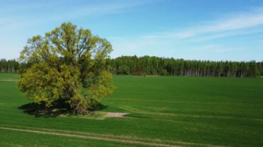 Estonya 'da, tarlanın ortasındaki güzel, yaşlı ağacın havadan görünüşü.