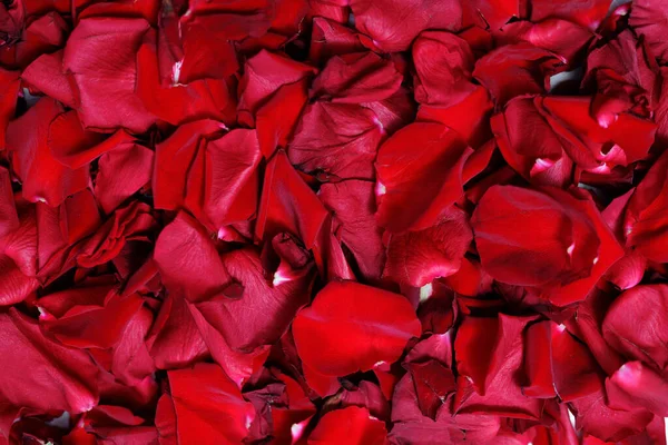 Płaskie Układanie Świeżych Płatków Róż Czerwonych Jako Tło — Zdjęcie stockowe