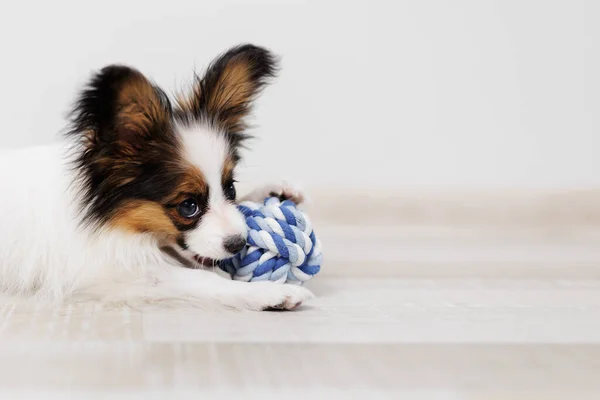 Puppy of tricolor papillon lying on floor with blue ball toy