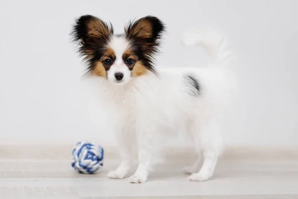Puppy Tricolor Papillon Standing Floor Ball Toy — Stock Photo, Image