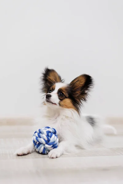 Cachorro Papillón Acostado Suelo Con Bola Azul — Foto de Stock