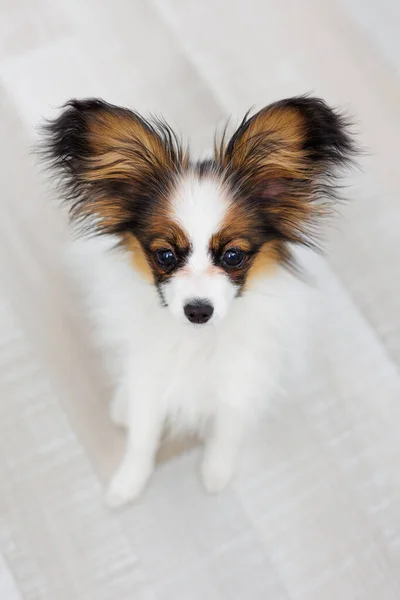 Tricolor Papillon Dog Sits Wooden Floor Looking — Stock Photo, Image