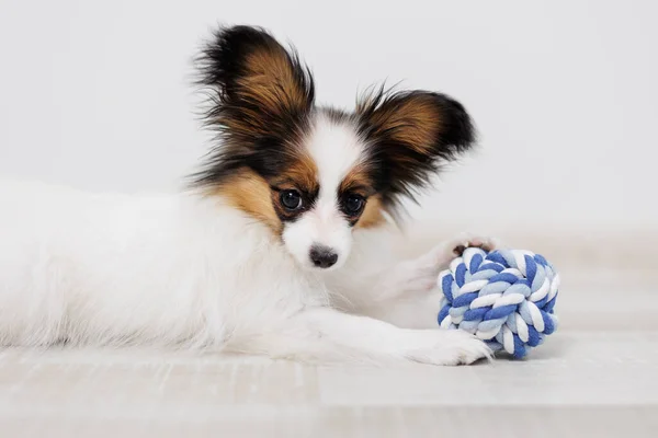 Puppy Van Papillon Liggend Vloer Met Blauwe Bal Speelgoed — Stockfoto