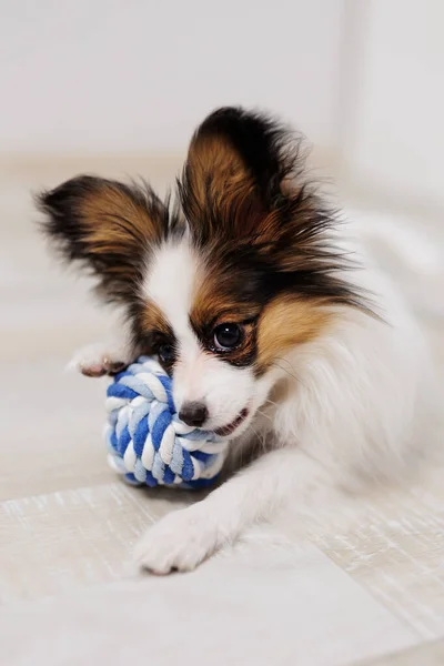 Puppy Van Papillon Vloer Bijten Blauwe Bal Speelgoed — Stockfoto