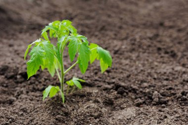 Siyah zeminde küçük yeşil domates filizleniyor.