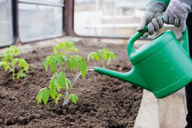 Çiftçilik konsepti - Bahçede sulama tenekesi olan insan domatesleri