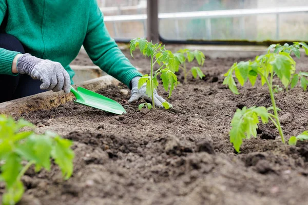 stock image Gardener digs the ground to plant green tomato seedling