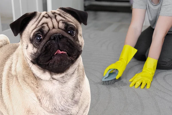 portrait of cute pug dog and woman cleaning wet spot on carpet