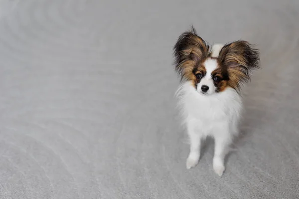 可爱的乳头状小狗 坐在有复制空间的地毯上 — 图库照片