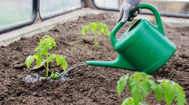 Bahçede yeşil sulama kutusuyla insan sulayan domatesler.
