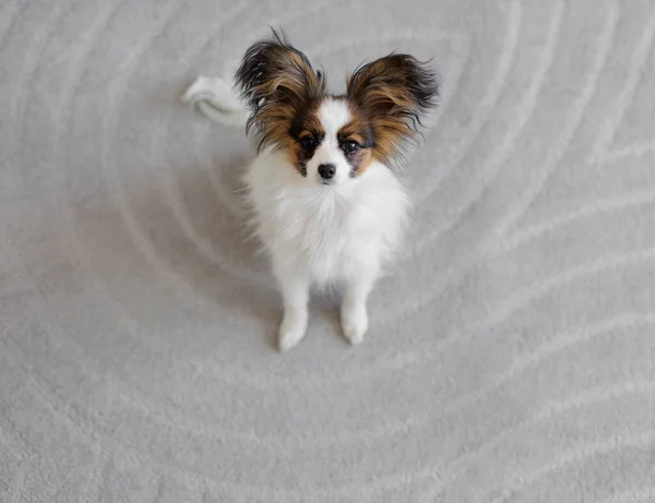 可爱的乳头状小狗坐在灰色的地毯上 抬起头问了些什么 — 图库照片