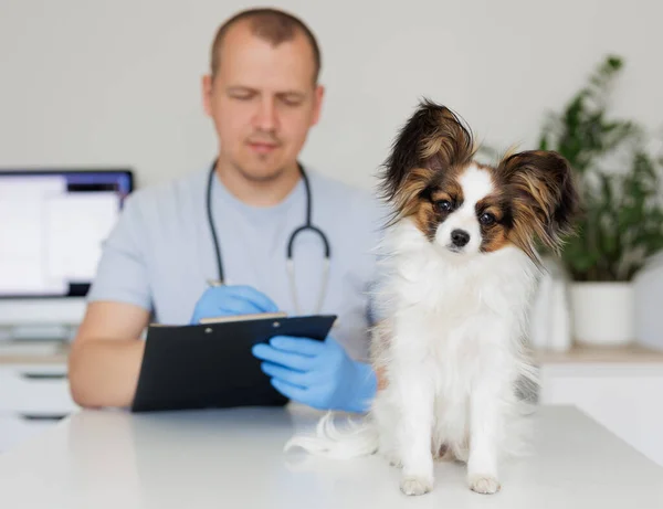 Pequeno Cão Engraçado Sentado Mesa Médica Enquanto Veterinário Uniforme Luvas — Fotografia de Stock