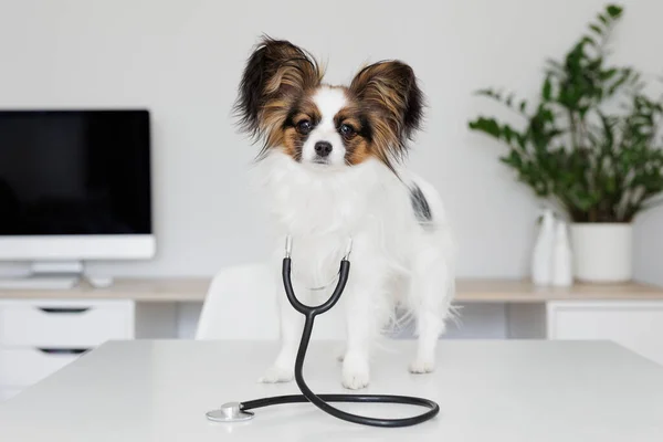医務室の聴診器とテーブルの上に立つパピヨン犬 — ストック写真